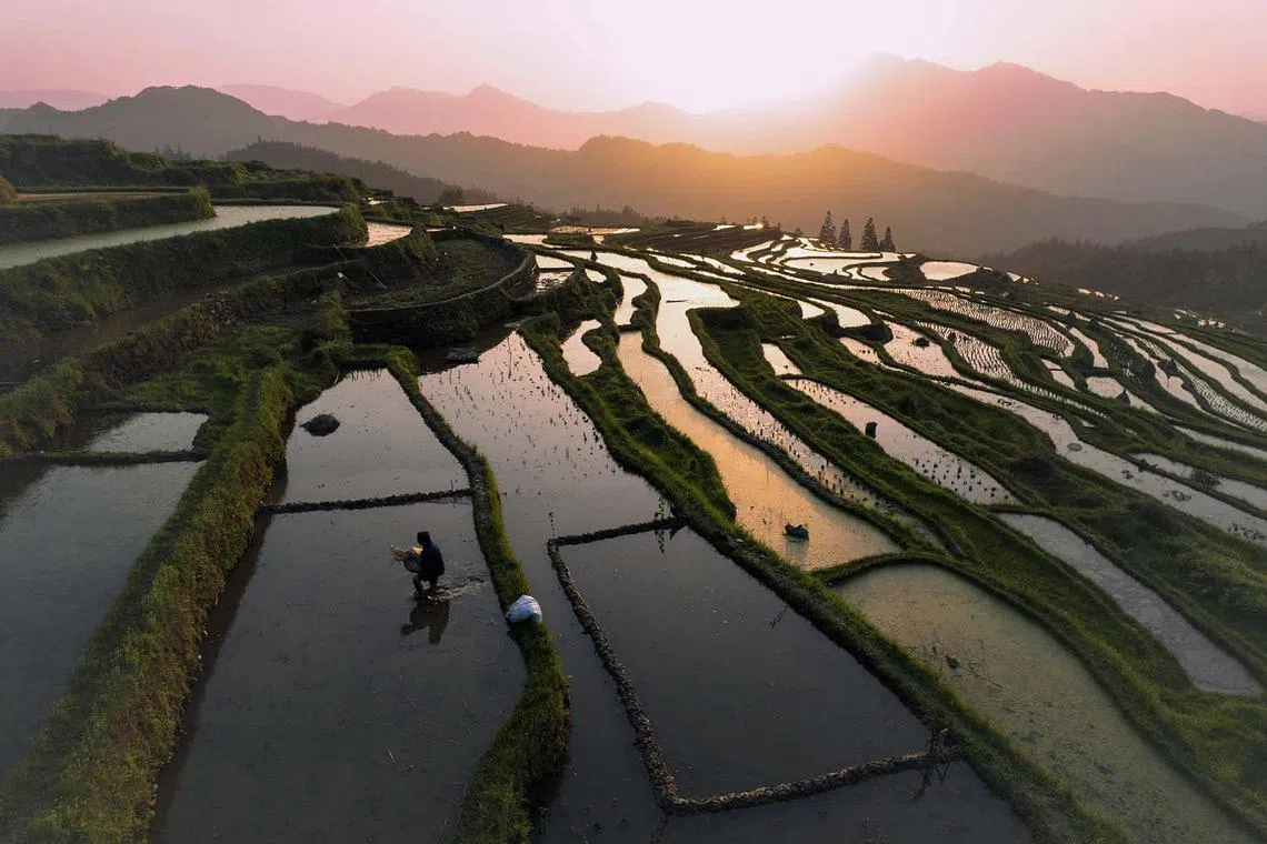 A farmer walking in a terraced rice paddy during sunset in Congjiang, China's southwestern Guizhou province, on April 15, 2025.