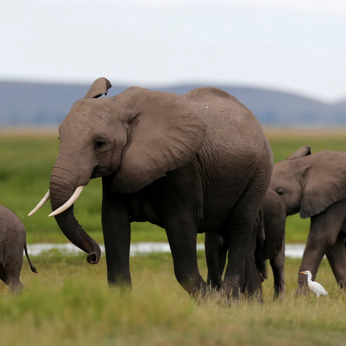 The deaths occurred in Amboseli National Park near the Tanzanian border, home to some of Africa’s most famous elephant herds.