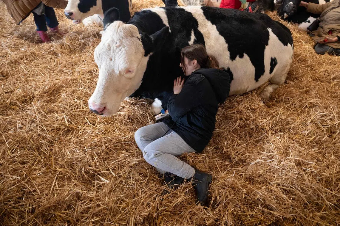 Ella Gartell-Bishop takes part in a cow cuddling experience with a small herd of retired dairy cows on Dumble Farm in north-east England on Nov 29.