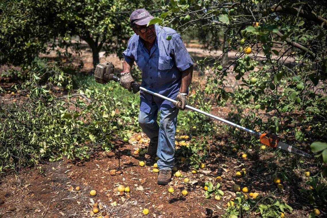 A worker prunes branches of lemon trees to limit sun damages in Campobello di Mazara,  South West of Sicily, on August 8, 2024. Drought and high temperatures hit agriculture badly in Sicily. Dams are nearly empty and obsolete irrigation system provoke anger among farmers. (Photo by MARCO BERTORELLO / AFP)
