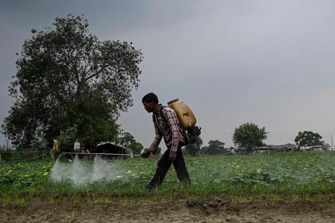 A farmer sprays pesticides at a farm along the banks of River Yamuna in New Delhi on May 1, 2023. (Photo by Arun SANKAR / AFP)