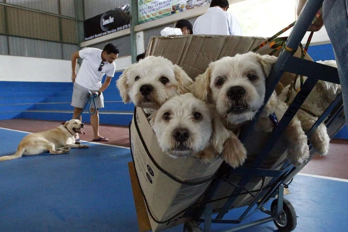 Dogs being taken for anti-rabies jabs in Kuching, Sarawak, in 2017.