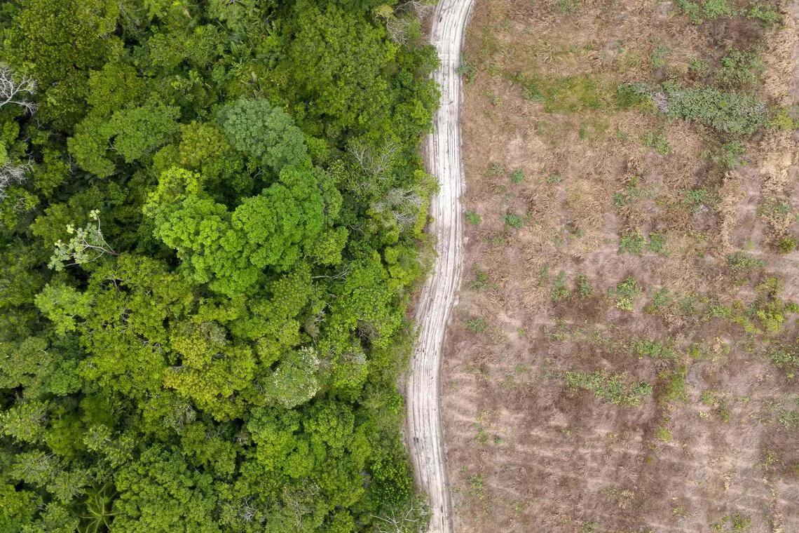 Preservation of tropical rainforests, like the Amazon, is vital to curbing the worst effects of climate change, scientists say.