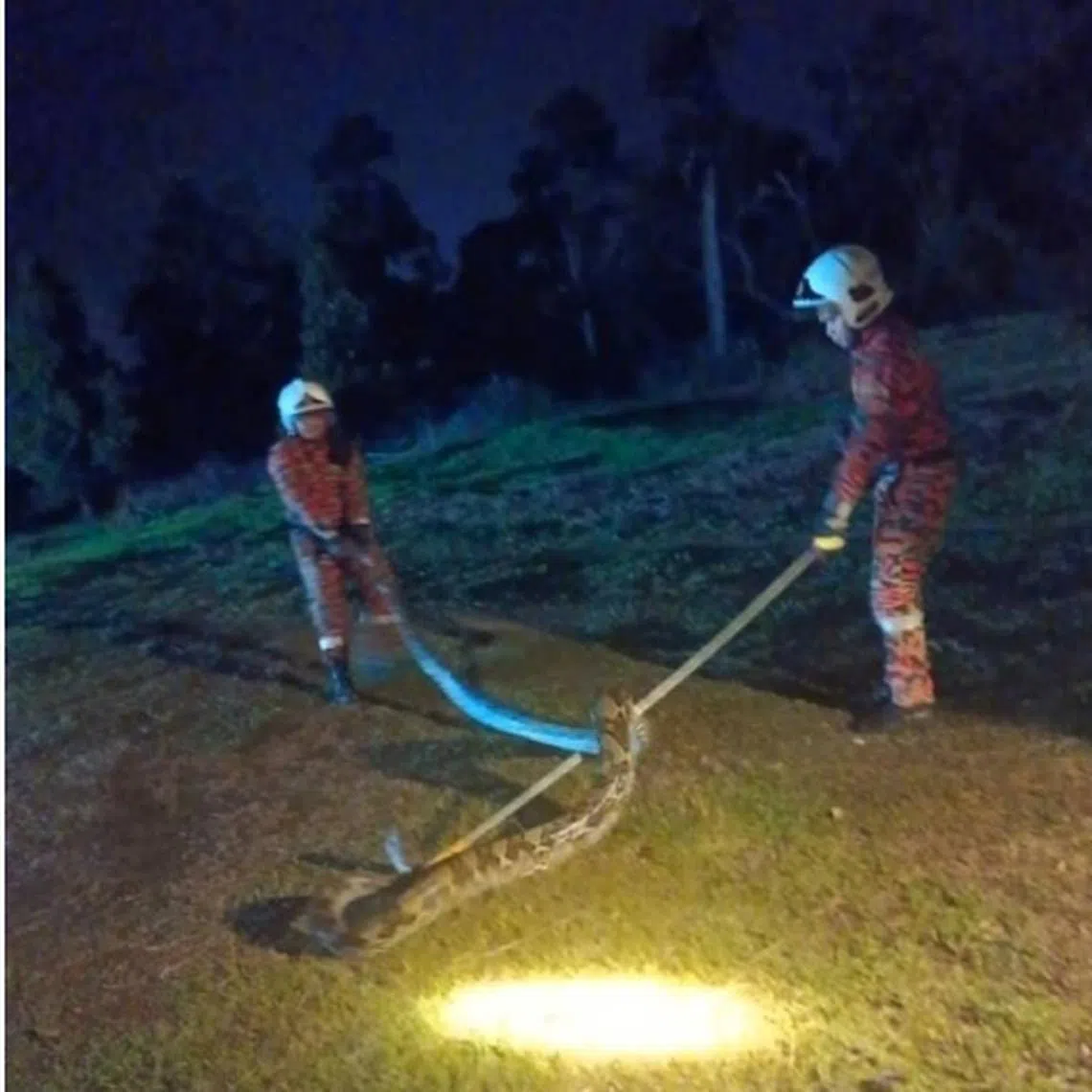 The officials arrived and managed to capture the 5m long reptile weighting 40kg before it managed to eat any of the birds.  