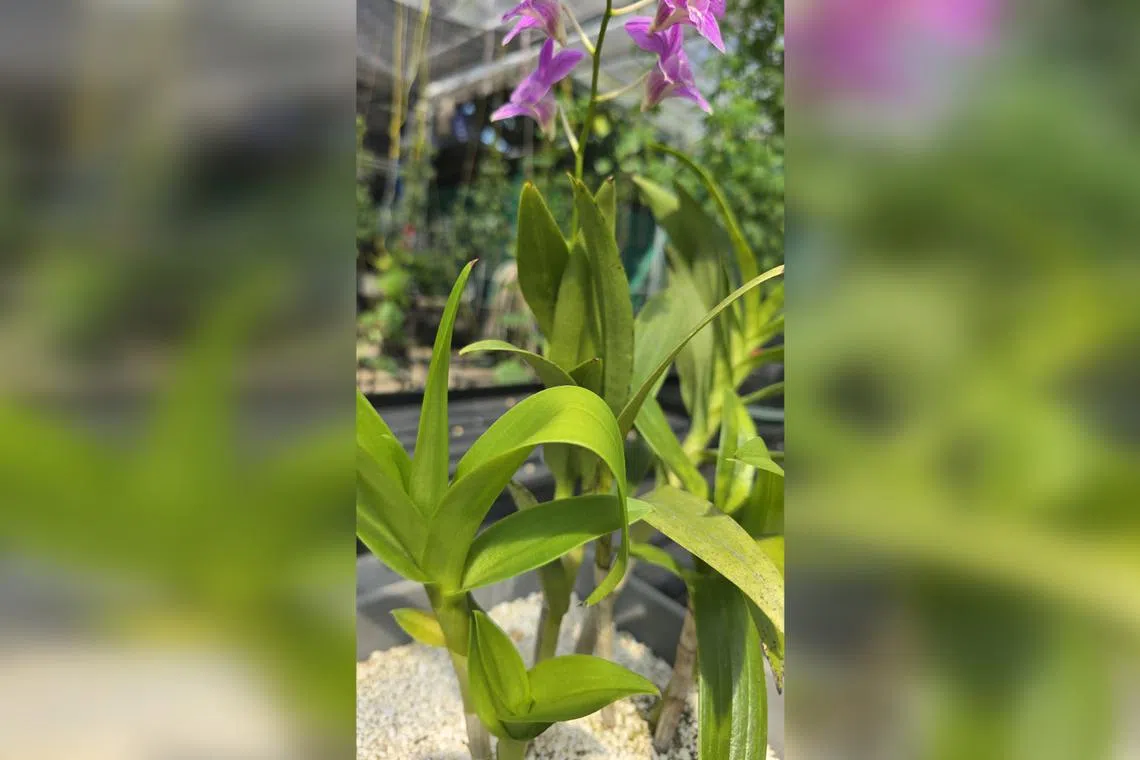 New leaves will grow stronger with time, provided the plant gets enough light.