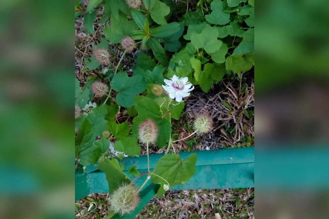 This flower's fruit turns yellow-orange when ripe.