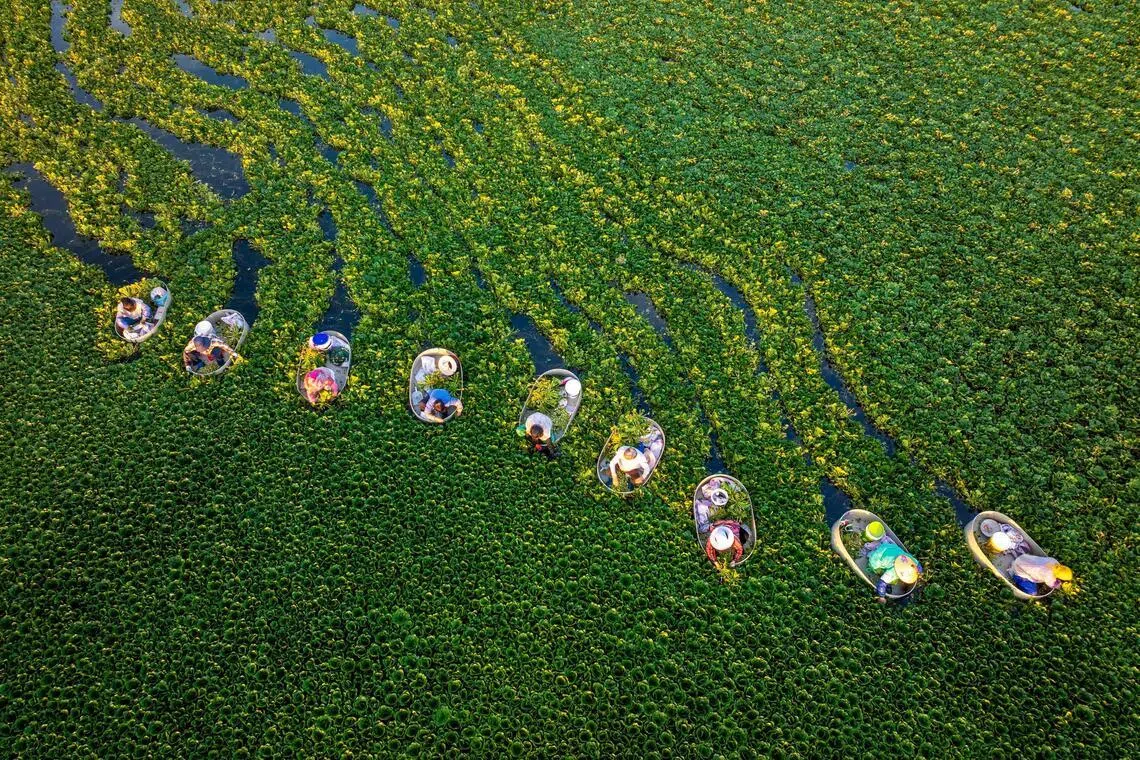 TOPSHOT - Farmers harvest water chestnuts in a pond in Zhangjiayuan community in Taizhou, eastern China's Jiangsu province, on July 26, 2026. (Photo by CN-STR / AFP) / China OUT