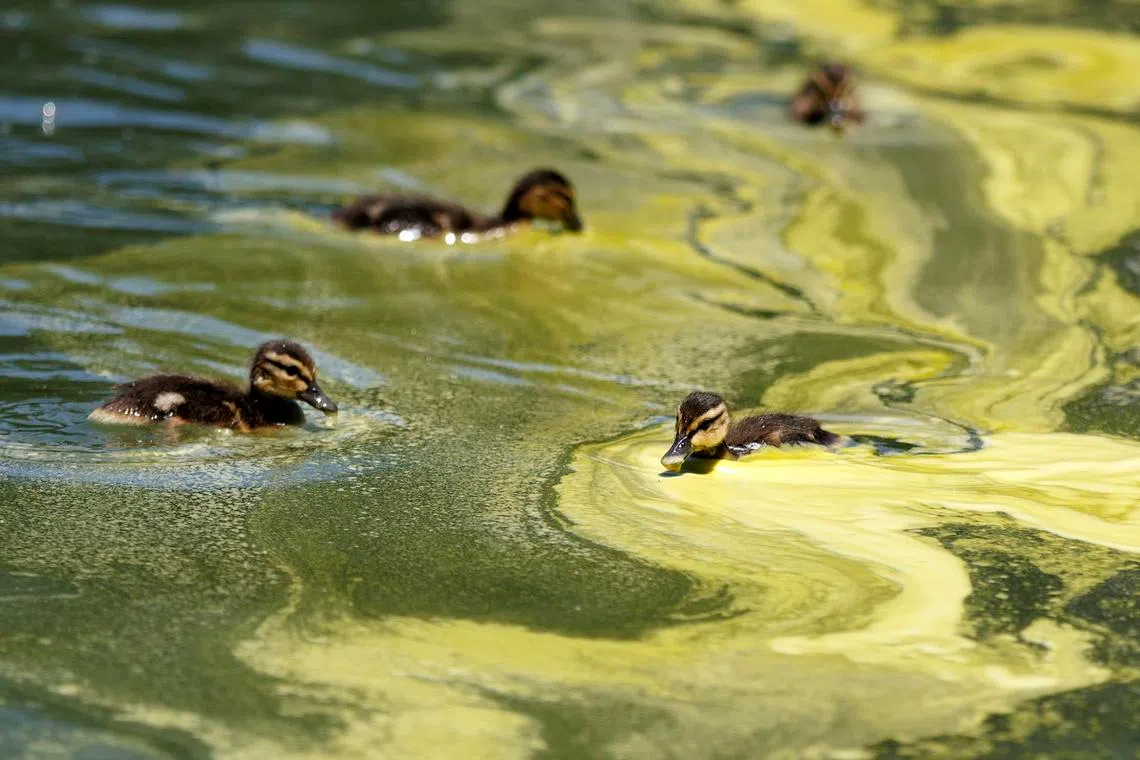 Ducklings swimming in algae which has built up at the newly refurbished Lincoln Memorial Reflecting Pool, in Washington DC, US, on June 16, 2026. 