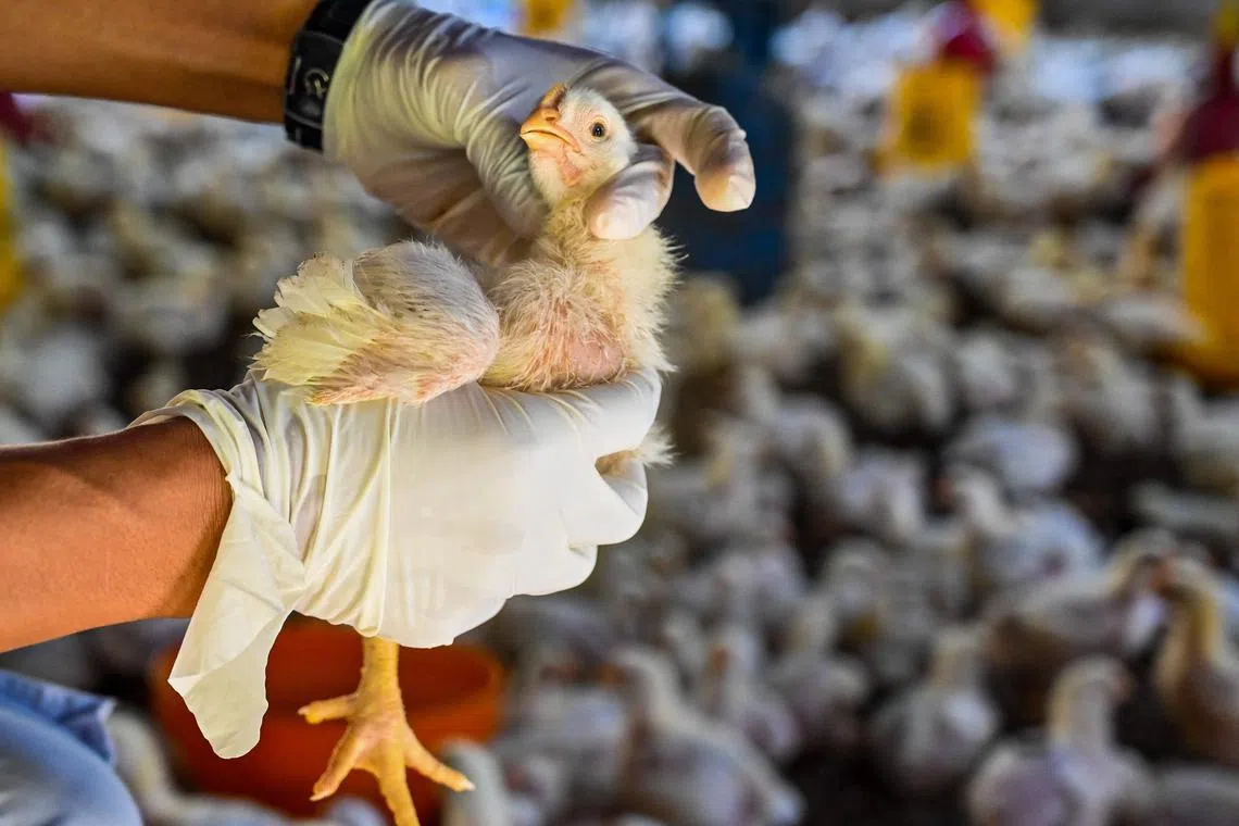 A government worker examines chicks for signs of bird flu infection at a poultry farm in Indonesia.