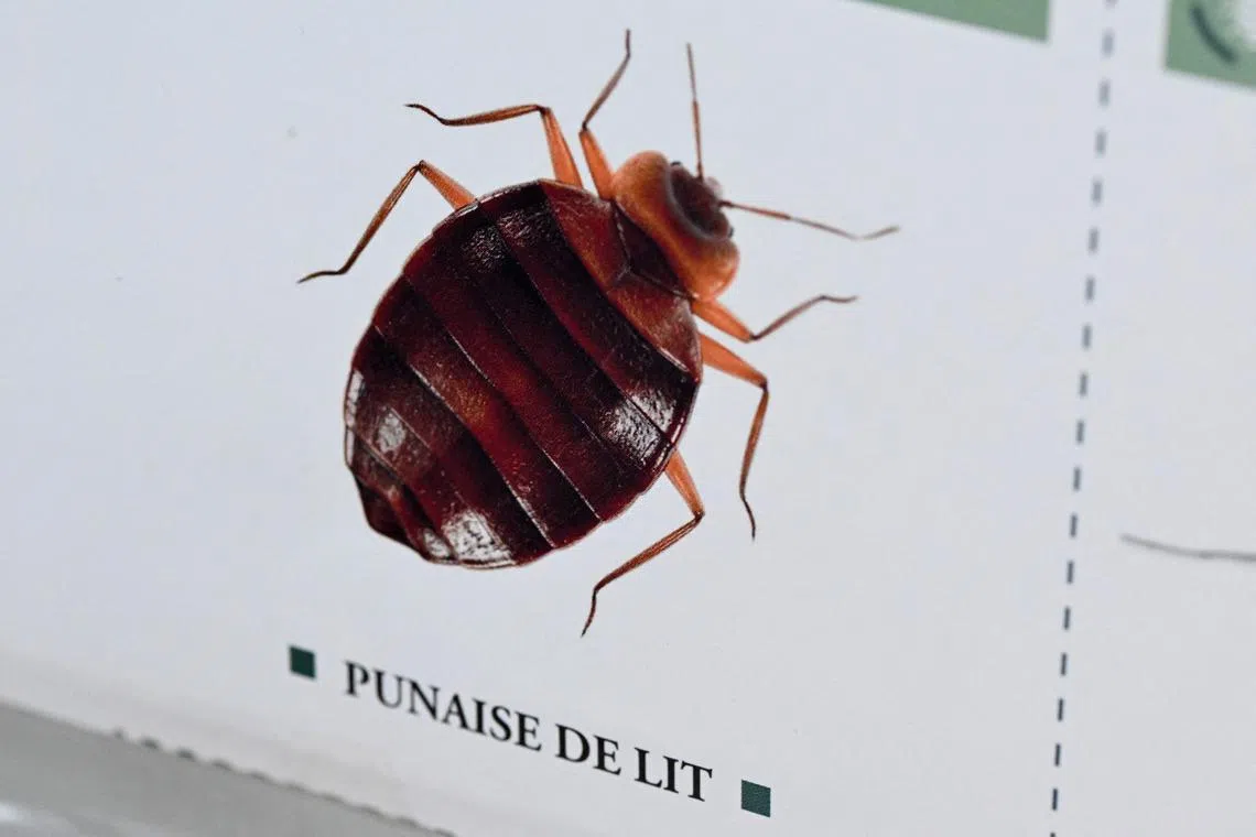 These little biters have an association with uncleanliness and poverty that makes us fear for our self-worth. 