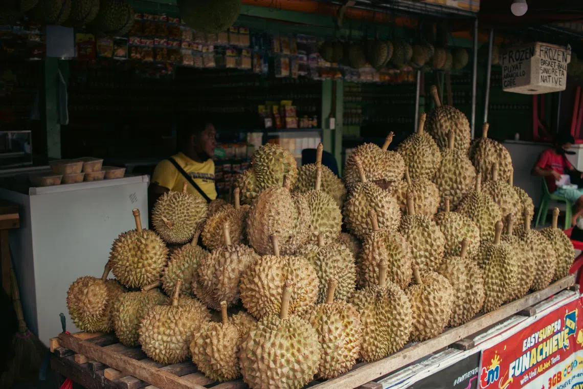 Of all Filipino durian growers, durian production in Davao City accounts for about 80 per cent of the national total. 