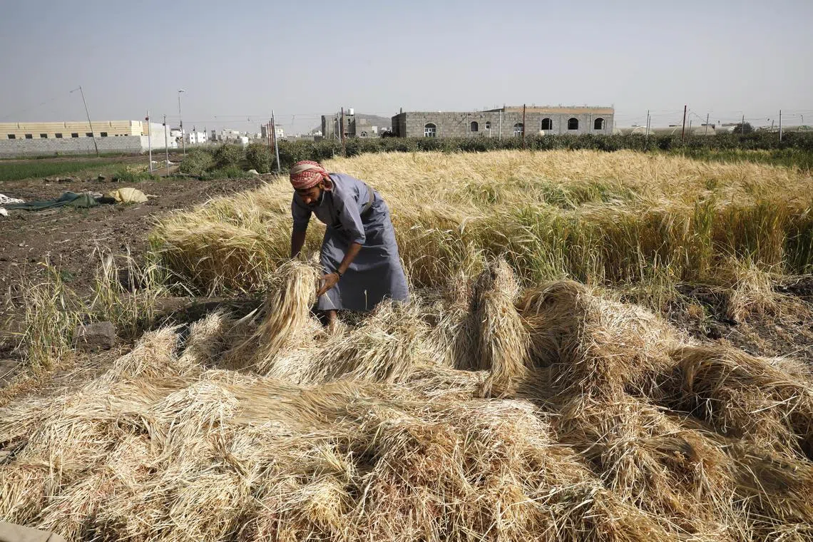 The FAO cereal price index fell by a marginal 0.1 per cent month-on-month in February, with a marginal rise in wheat prices more than offset by lower rice prices.