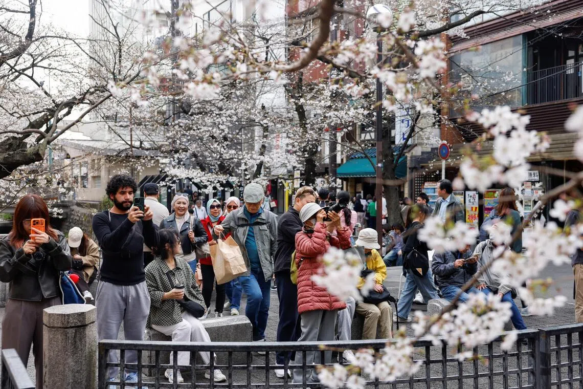 Tourists take photos of blooming cherry blossoms in Kyoto in March 2026. 