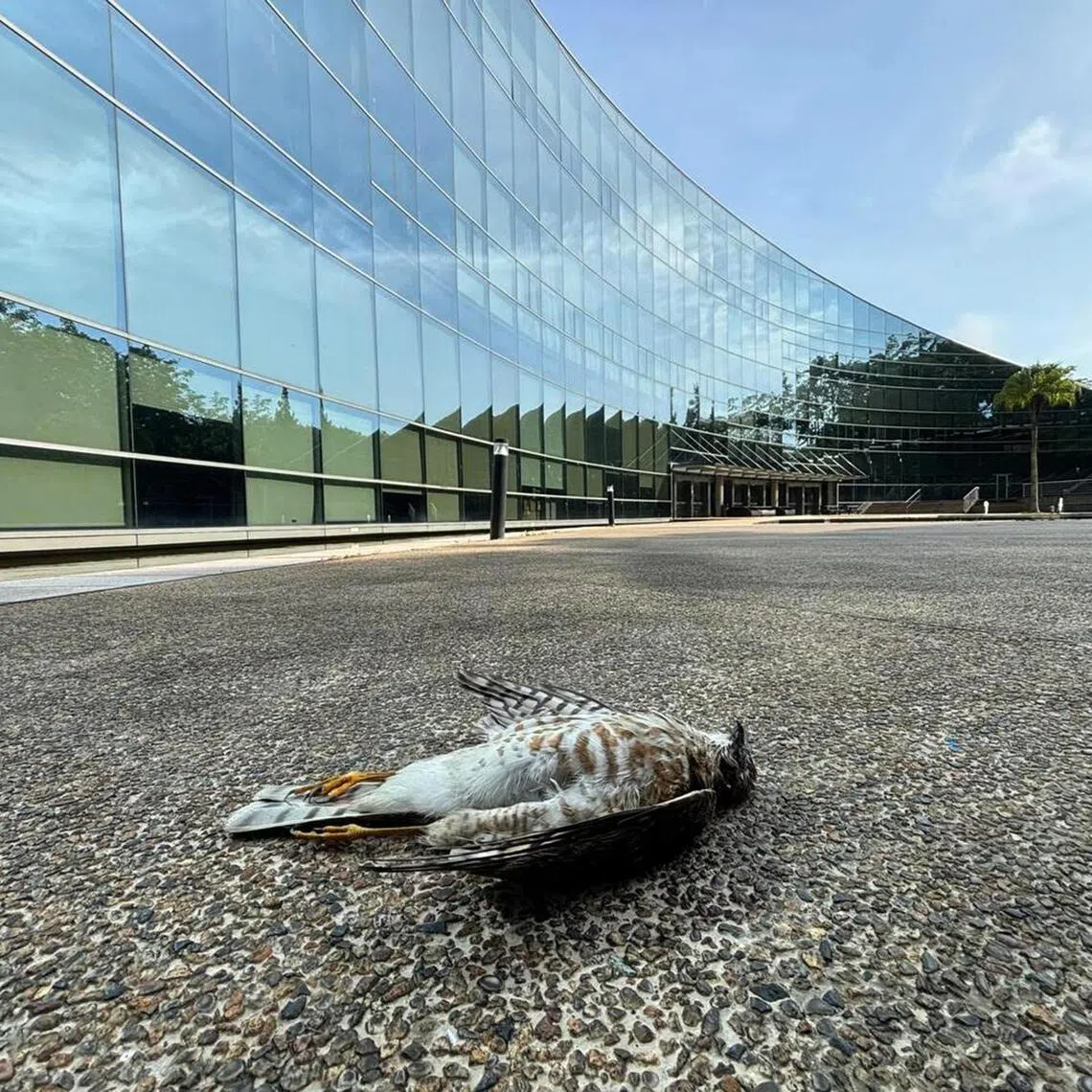  A prone Japanese sparrowhawk at NTU's School of Art, Design and Media building.