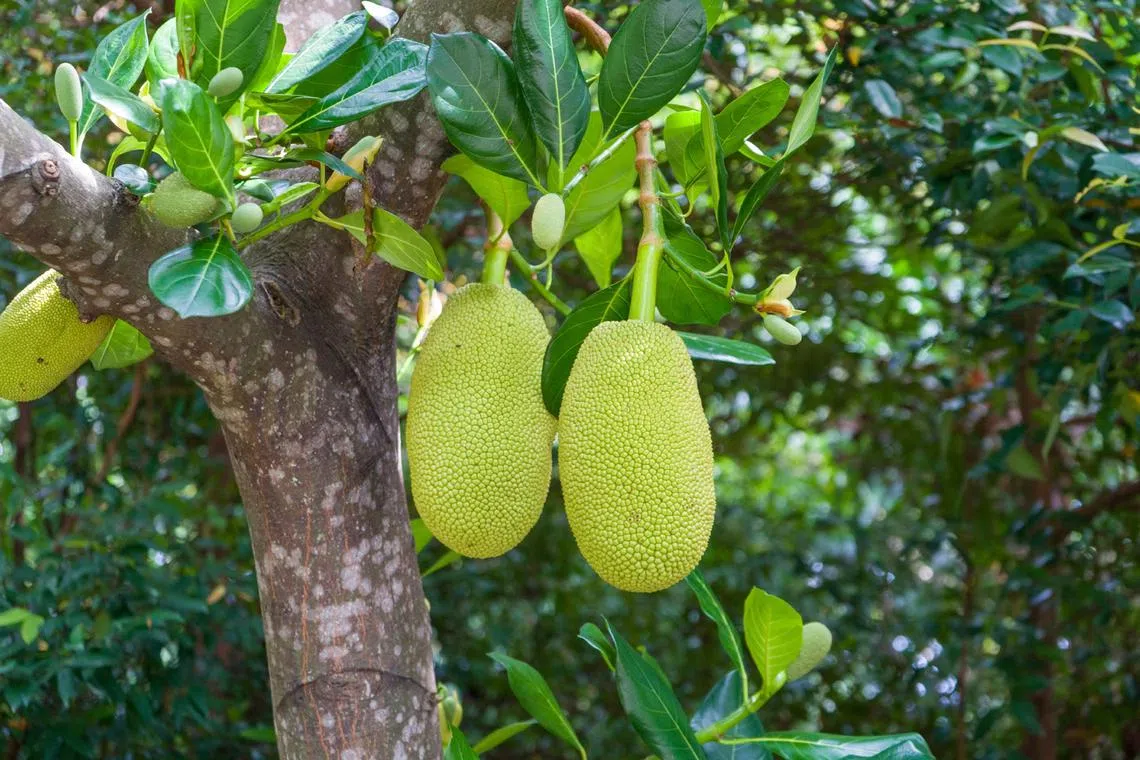 Malaysia signed the Fresh Jackfruit Export Agreement with China on April 1, opening up a new market.