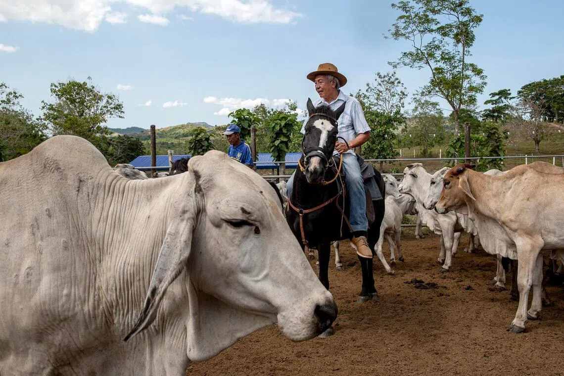 Rancher Alfredo Revil riding a horse while watching over his cattle in Milagros town in Masbate, Philippines, on April 12.