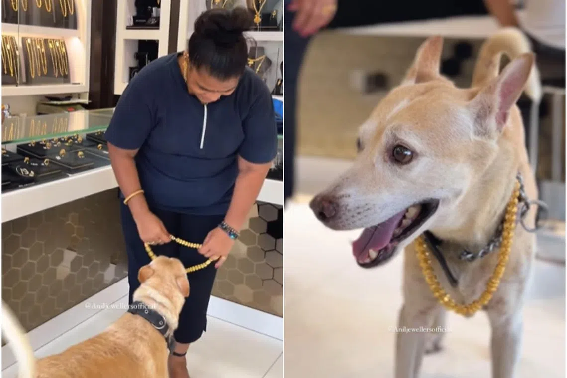 Mumbai resident Sarita Saldanha splurged over 250,000 Indian rupees to buy her dog a thick gold chain.