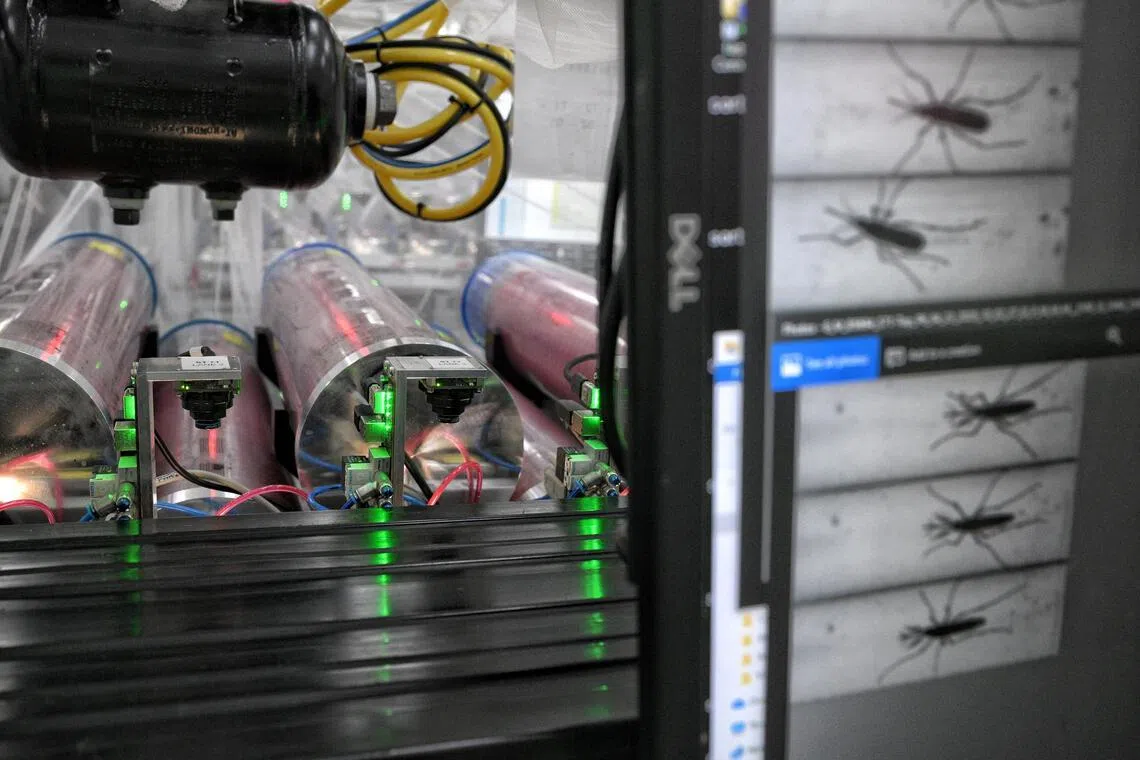 Mosquitoes pass through lanes in the machines in the Sex Sorting Room, leading out of their container. The system then uses AI to identify and segregate male and female mosquitoes.