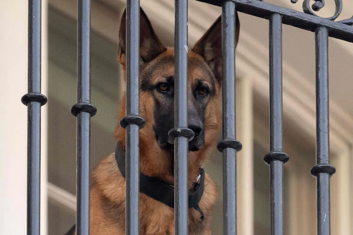 Commander was given to President Joe Biden as a puppy in December 2021 and is his third dog at the White House.