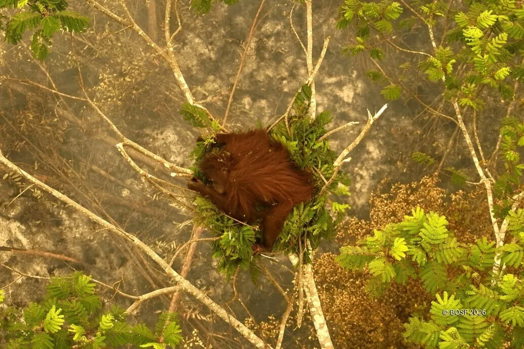 Novita the ape nesting in a tree for safety, as thick smoke from forest fires below her waft up, in Indonesia’s Borneo in September.