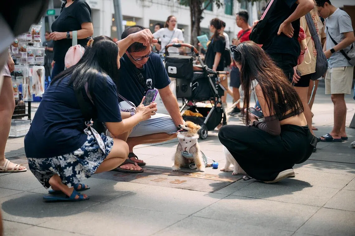 5 pet-friendly things to do with your fur kid in Singapore in August