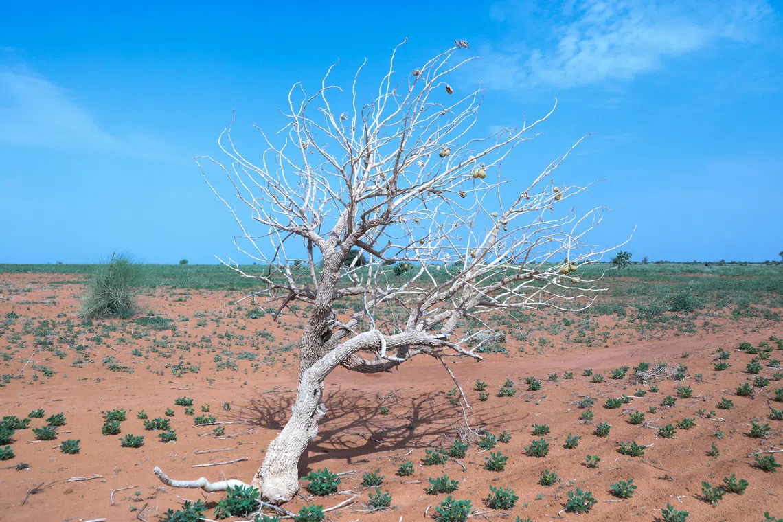 A withered tree and underdeveloped peanut crops, as drought and heat linked to El Nino threaten harvests, livestock, and water supplies in Sudan's war-affected Kordofan region, in the village of Al-Habbuya near Um Ruwaba, North Kordofan, Sudan, September 17, 2026. REUTERS/El Tayeb Siddig