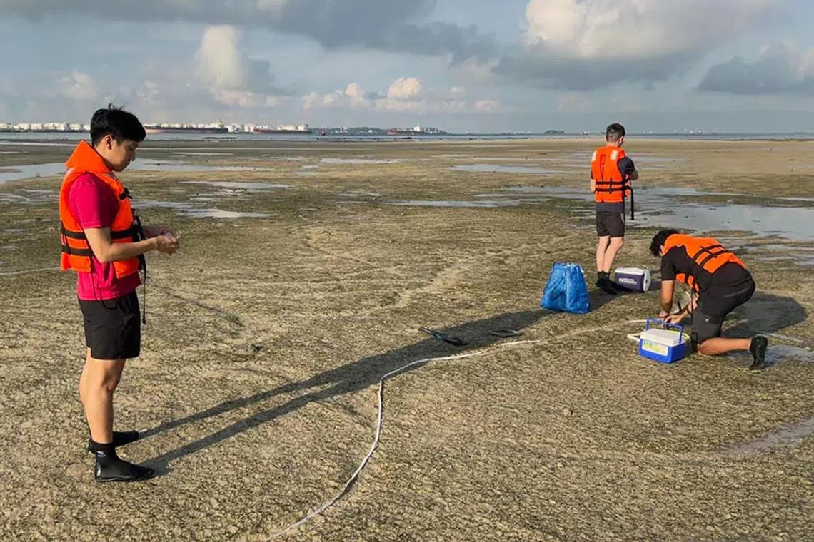 aumarine17 - NUS researchers measuring dugong feeding trails at the seagrass meadows on Cyrene reef, near Jurong Island.


Credit: Courtesy of Sirius Ng