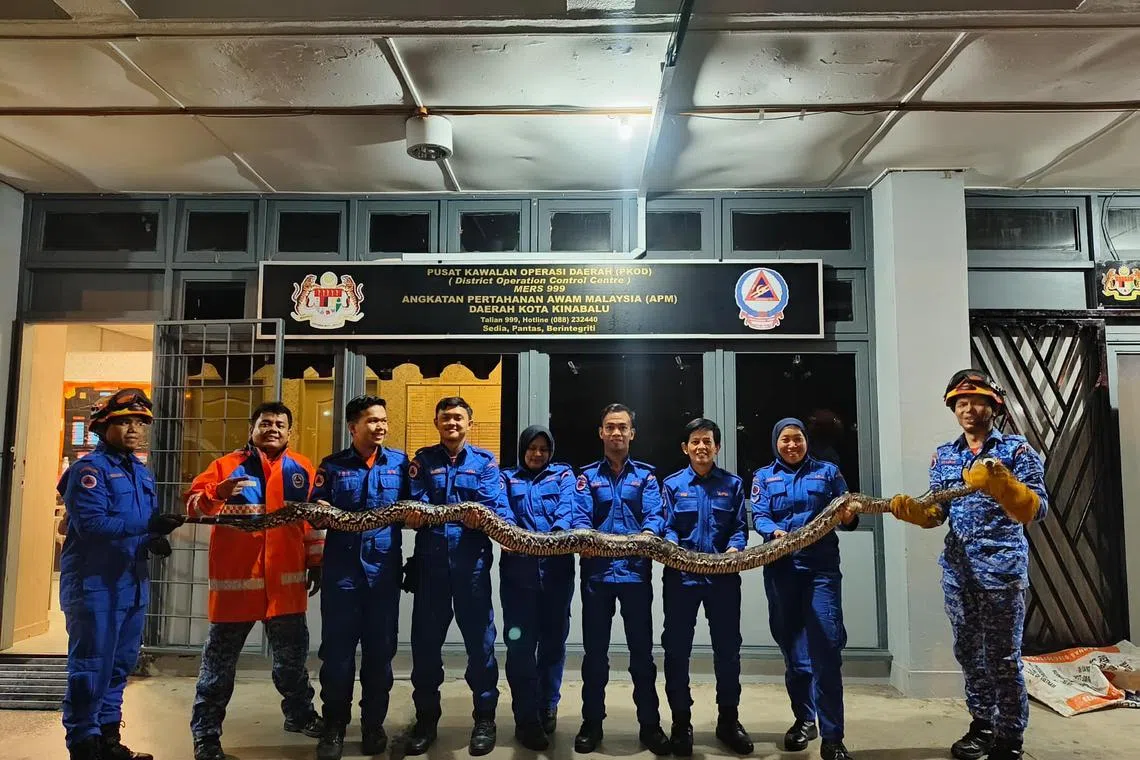 Kota Kinabalu Civil Defence Force personnel with the 4m-long python.