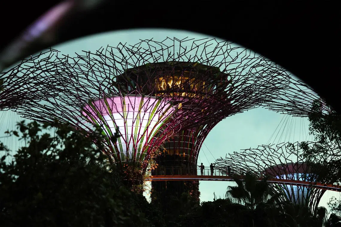 pixgeneric- Supertrees in  Gardens by the Bay on Jan 21, 2024- money, hotel, tourism, tourist, property, land, greenery, population, money, business, and economy.