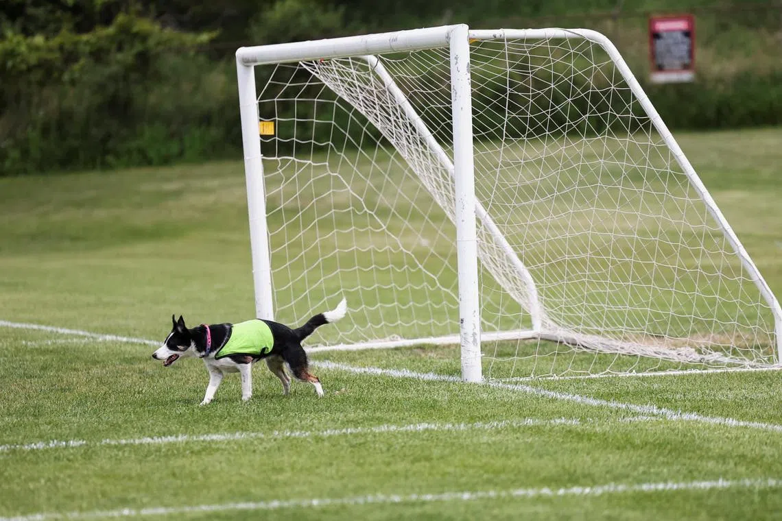 Sally, 2.5 years old, one of two border collies hired to keep Canada geese off a FIFA World Cup training pitch, stands at a goal post at a soccer field at the Centennial Park in Toronto, Canada, June 24, 2026. REUTERS/Thomas Mukoya