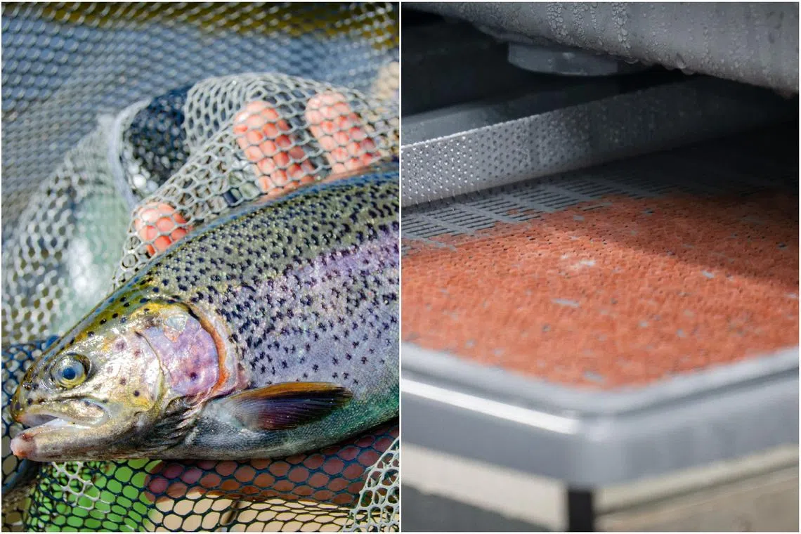 Located in Neo Tiew Crescent, the 1.6ha land-based, high-tech facility will initially produce 1,200 tonnes of rainbow trout a year.