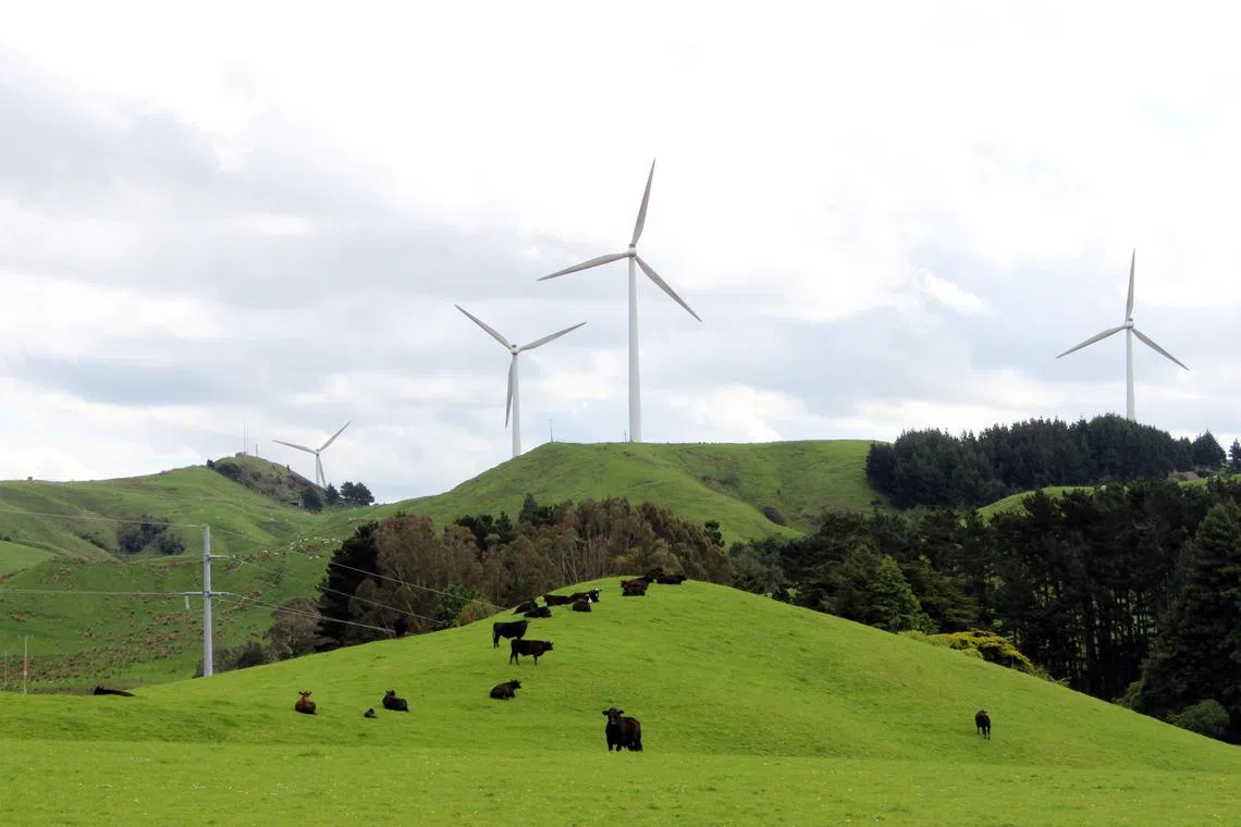 Cows graze near wind farms on the east coast region of Hawke's Bay, New Zealand October 30, 2020. Picture taken October 30, 2020. REUTERS/Praveen Menon