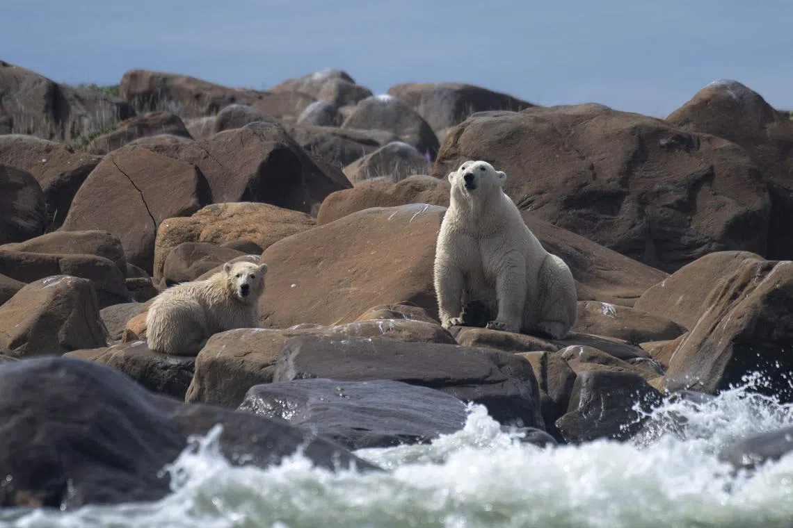 A 2022 photo shows a female polar bear and her cub looking for something to eat along the shoreline of Canada's Hudson Bay.