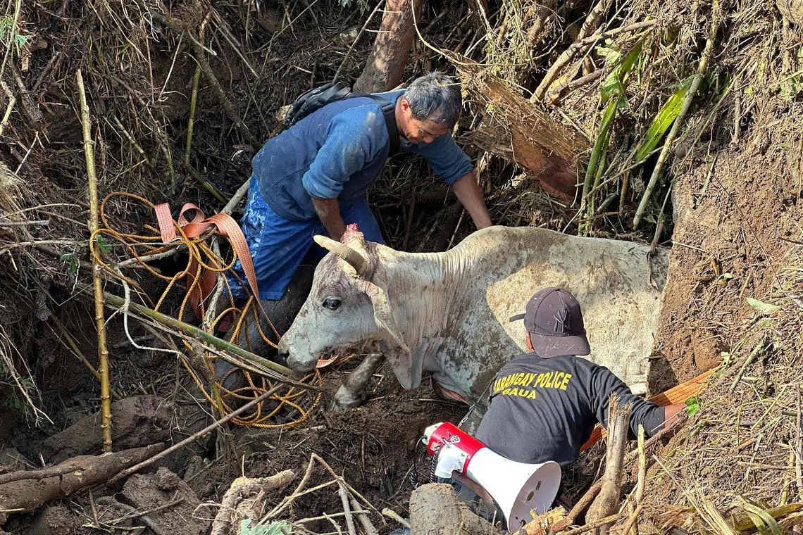 This handout photo taken on November 15, 2024 and received courtesy of the Bloggers of Tuguegarao Facebook page shows residents rescuing a cow amongst the debris near a river in Santa Ana town, Cagayan province, a day after Typhoon Usagi hit the province. Typhoon Usagi hit the north of the country on November 14, and on November 15 rescuers were still scrambling to reach residents stranded on rooftops in northern Luzon island, where herds of livestock were devastated. (Photo by Handout / BLOGGERS OF TUGUEGARAO FACEBOOK PAGE / AFP) / -----EDITORS NOTE --- RESTRICTED TO EDITORIAL USE - MANDATORY CREDIT "AFP PHOTO / BLOGGERS OF TUGUEGARAO FACEBOOK PAGE " - NO MARKETING - NO ADVERTISING CAMPAIGNS - DISTRIBUTED AS A SERVICE TO CLIENTS – NO ARCHIVES