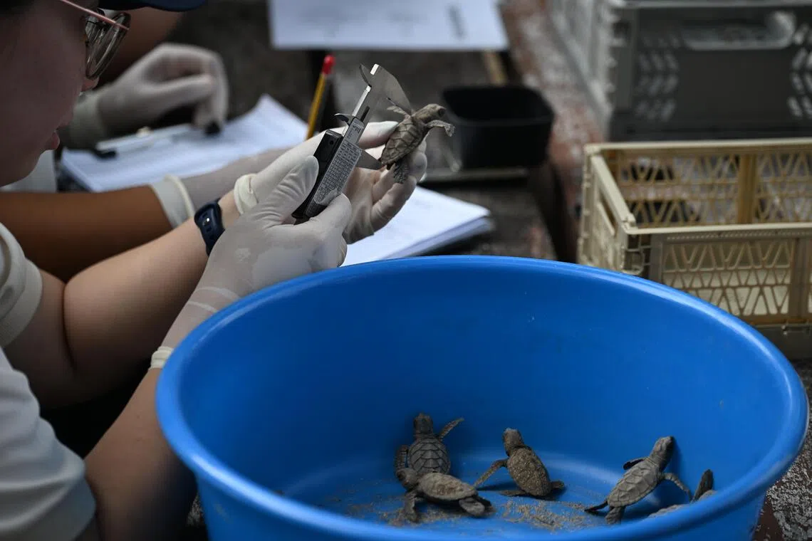After emerging from the nest, the hatchlings were then measured – such as their weight and their number of scutes – to determine their health status and for research purposes.