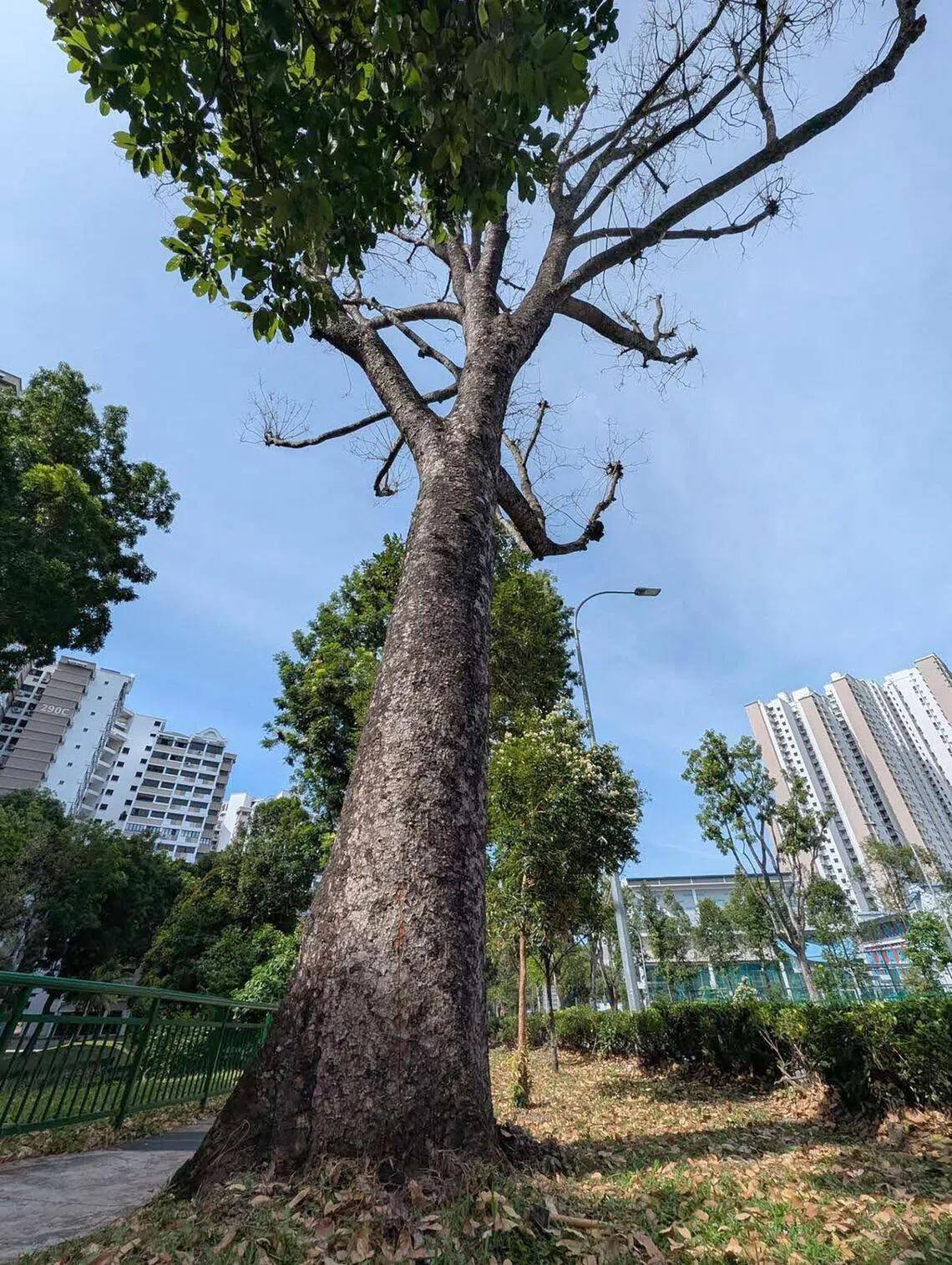 Native to Africa, Senegal Mahogany trees were first used for roadside planting because of their rapid growth rate and ability to tolerate dry urban environments.