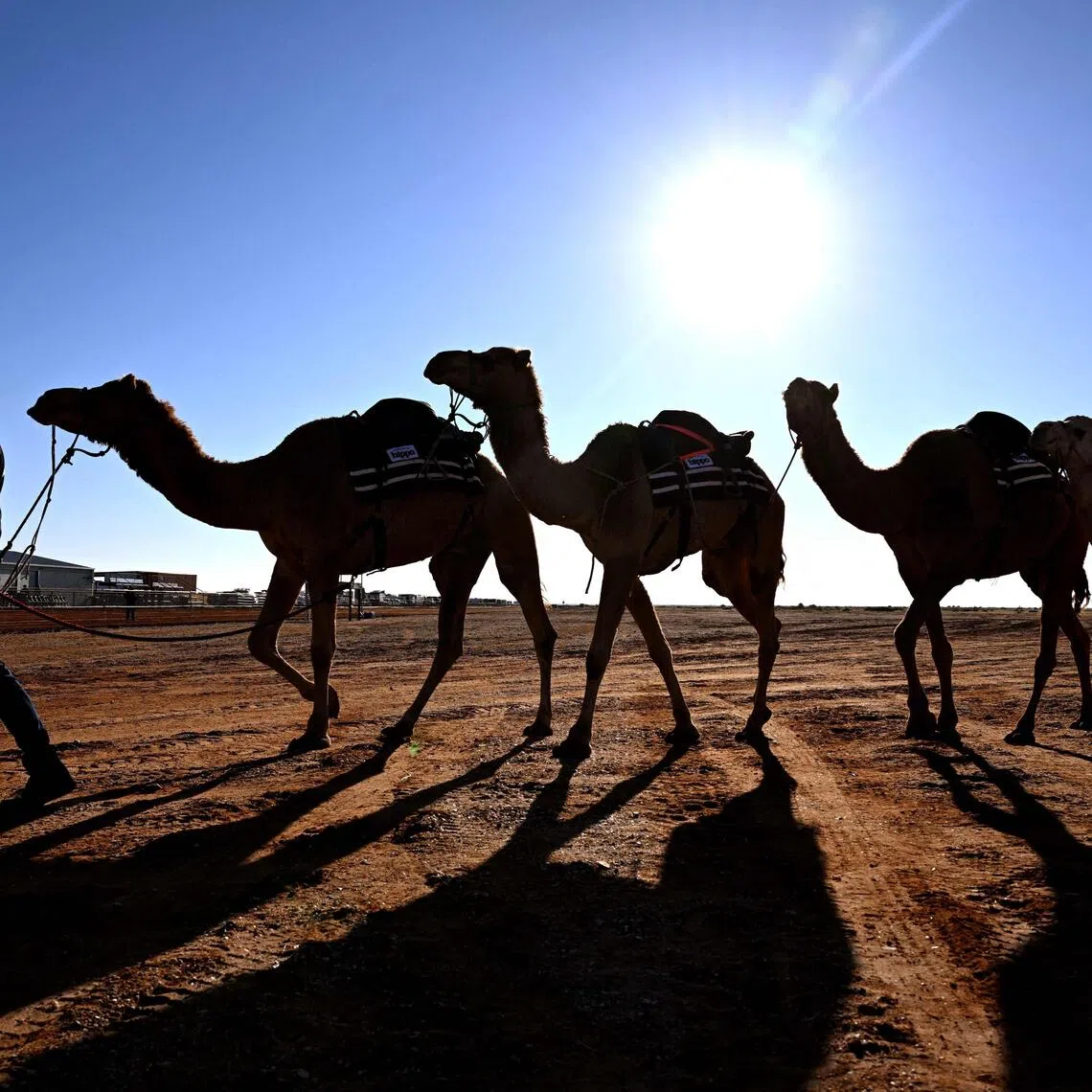 Exports of camel meat totalled over US$3.9 million (S$5 million) in 2024, according to trade data.
