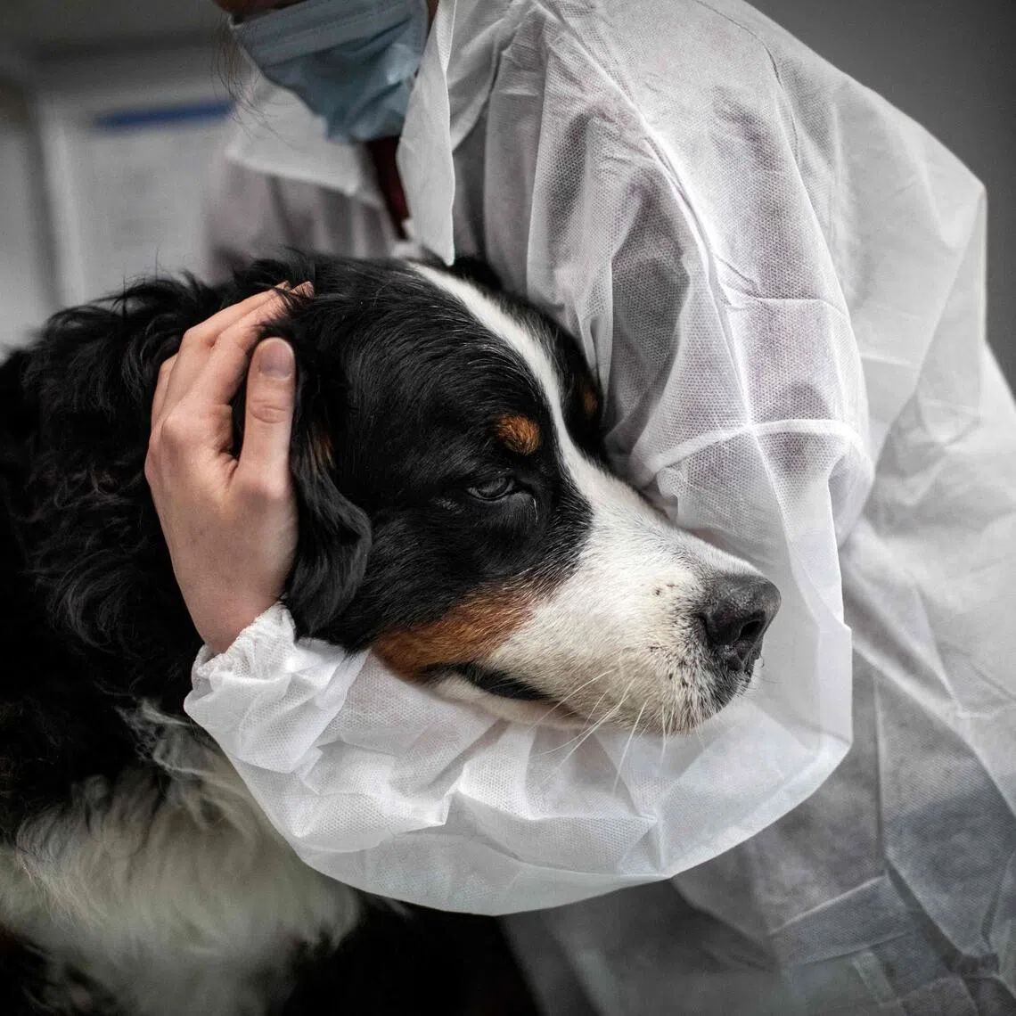 A small but growing number of South Korean companies now offer pet bereavement leave, reflecting the rise of pets as family members.