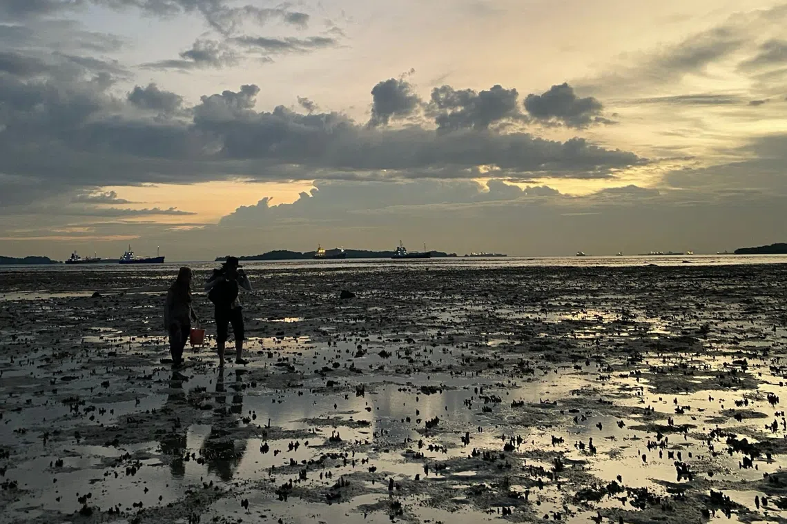 Foraging in Singapore: Unethical practices threaten biodiversity and cultural heritage