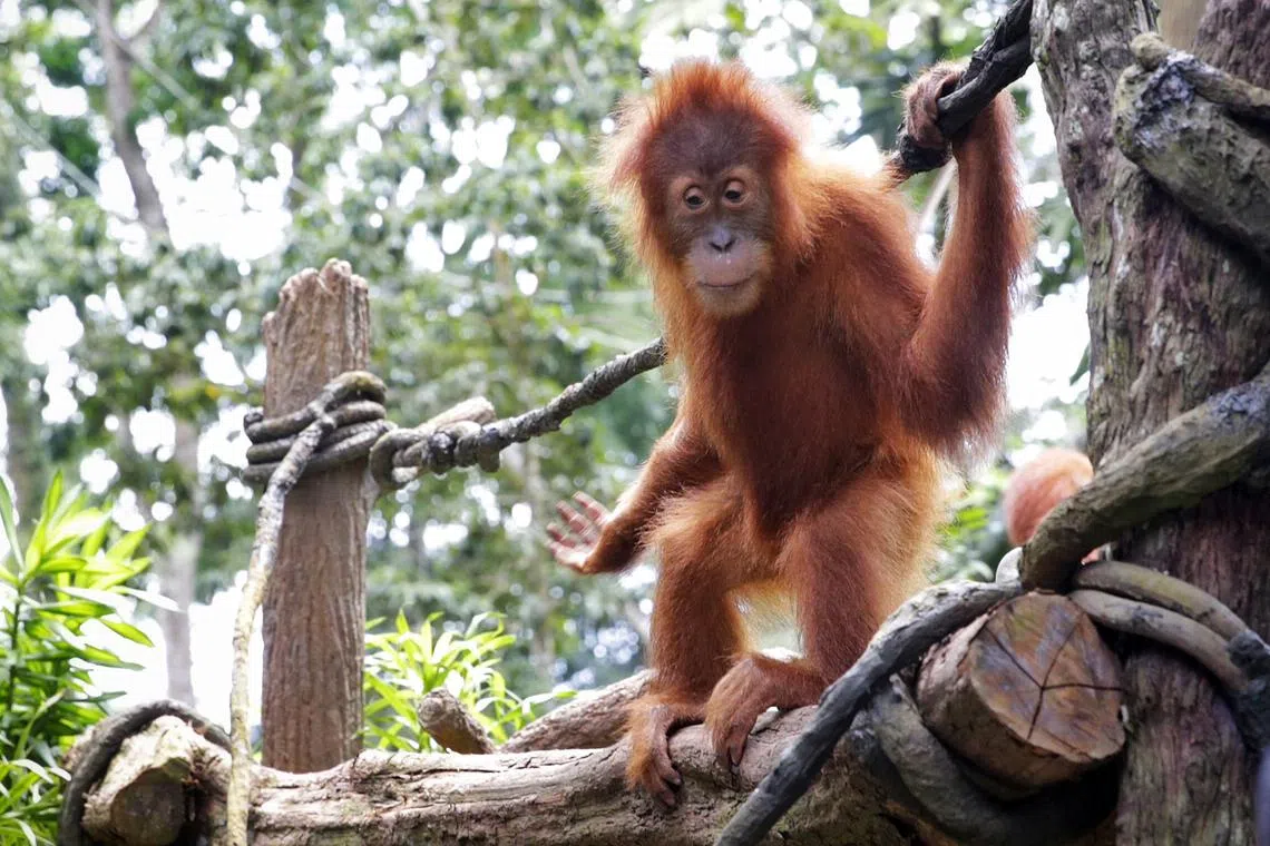 The “orangutan diplomacy” plan was confirmed by the nation’s plantation and commodities minister, Johari Abdul Ghani, at a biodiversity conference in early May. 