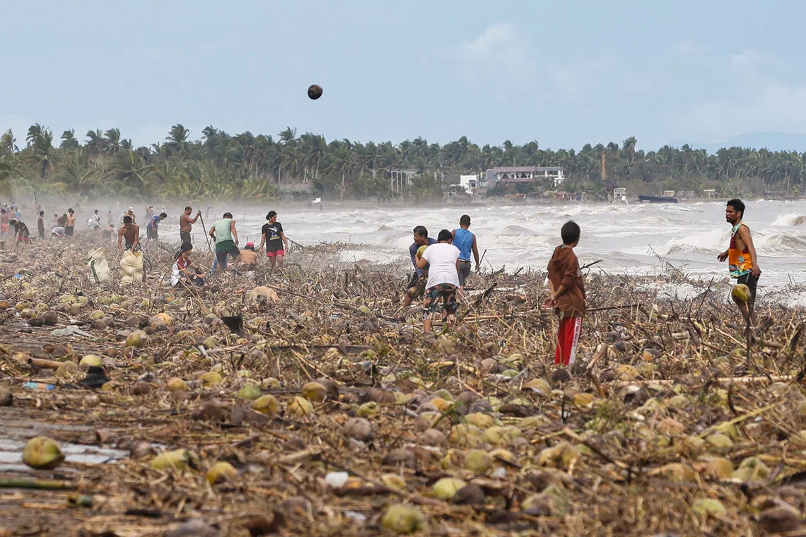 People gathering coconuts washed ashore by Typhoon Kalmaegi in Mayorga town, Leyte, Philippines, on Nov 4, 2025. 