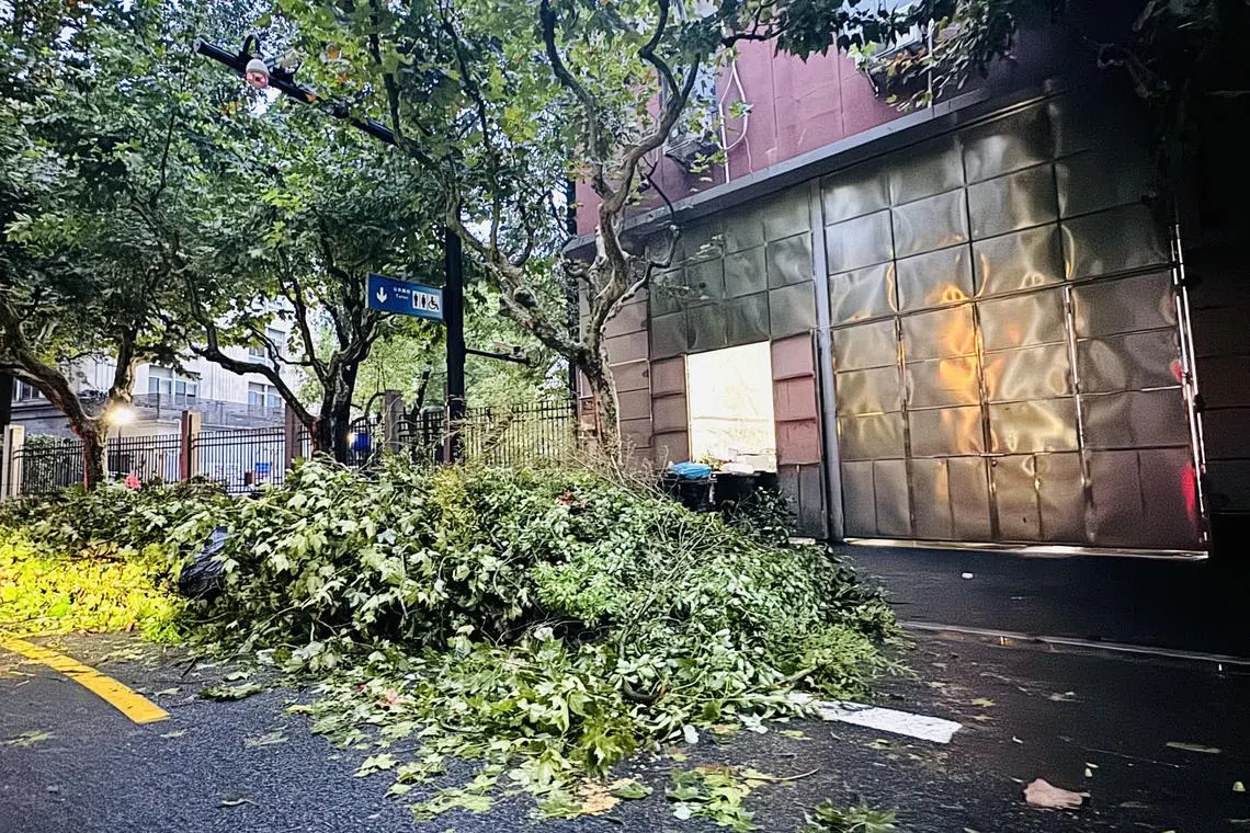 Branches fallen on the road in the streets of Xuhui, Shanghai, on Sept 16.