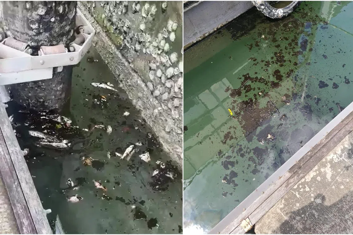 Dead fishes were found in the sea off Raffles Marina, where the water quality was affected by oil and grease.