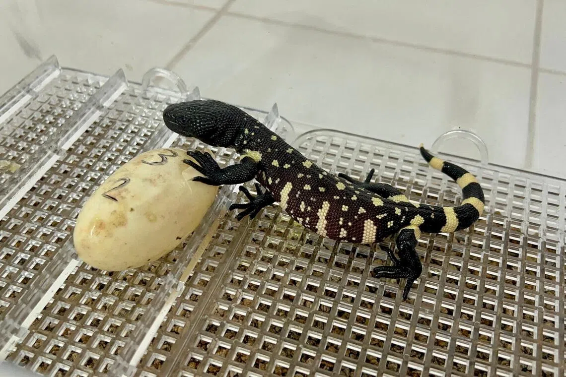 A newly hatched Heloderma charlesbogerti, one of the world’s most endangered lizards.