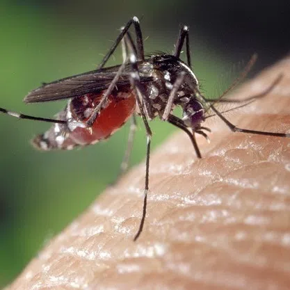 Deaths due to dengue in Malaysia have dropped by 61.3 per cent in the past year.