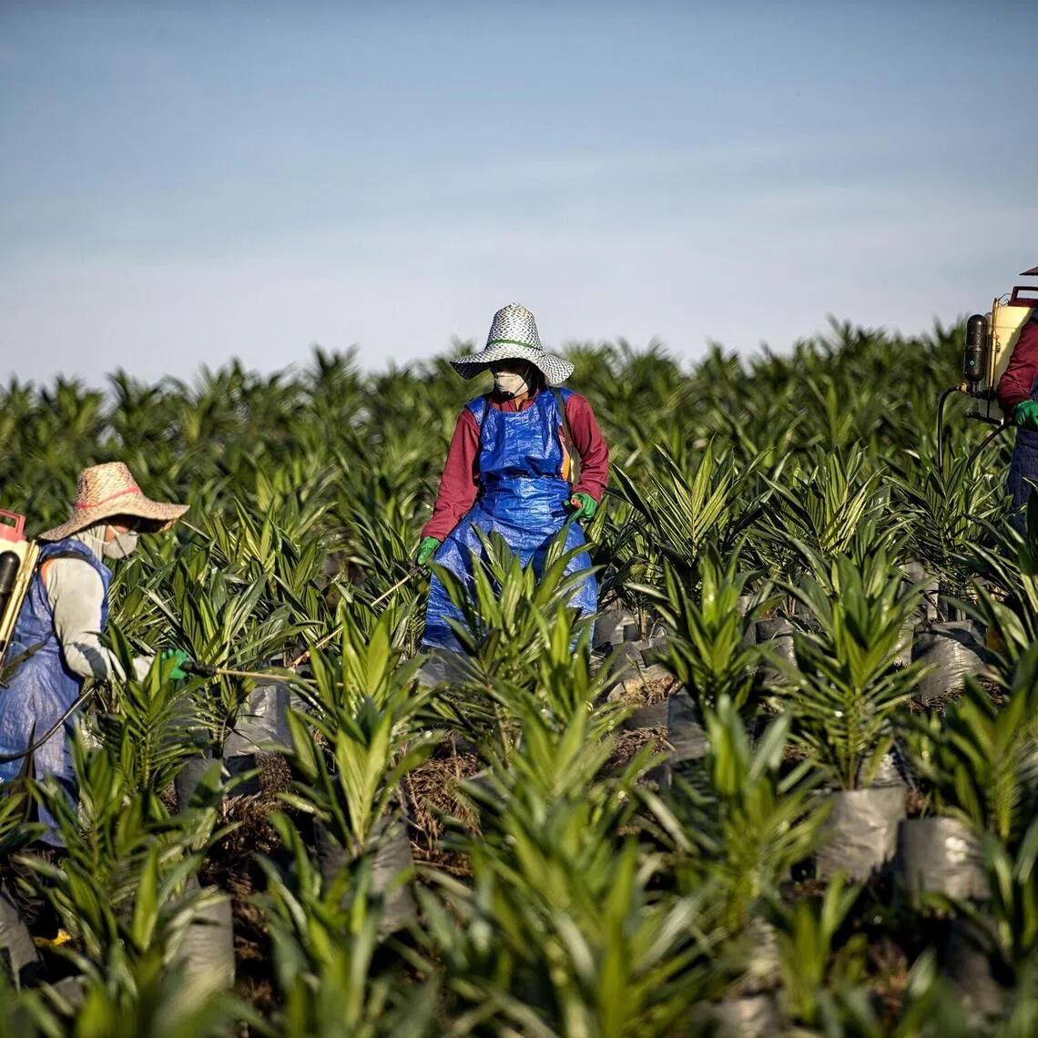 The Wilmar unit was sued by the public prosecutor in January 2024 as an “accomplice” in contract fraud related to palm oil trades.