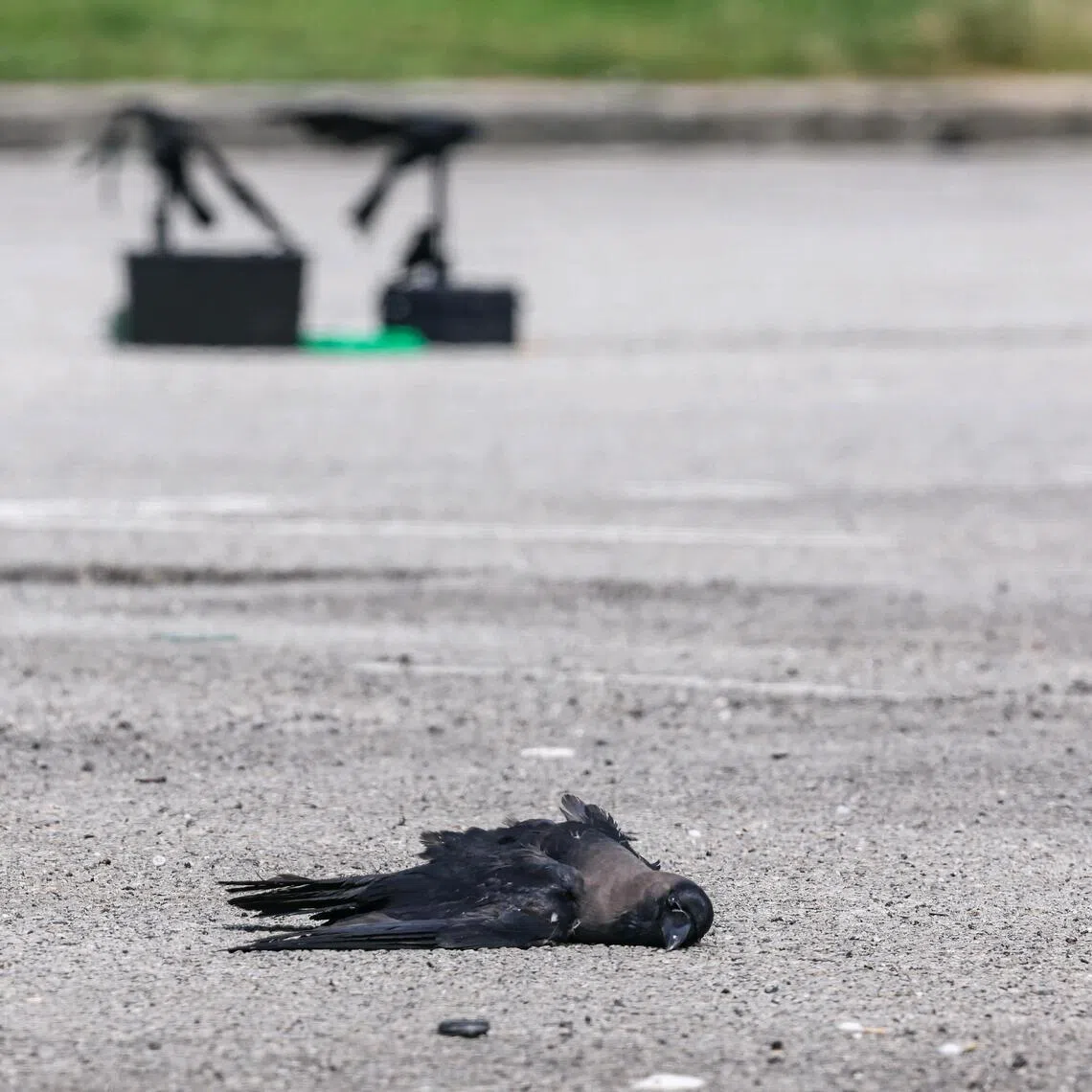 NParks said it had conducted crow shooting operations in Bishan, Jurong, Kranji, Punggol, Sembawang, Tampines, Toa Payoh, Woodlands and Yishun.