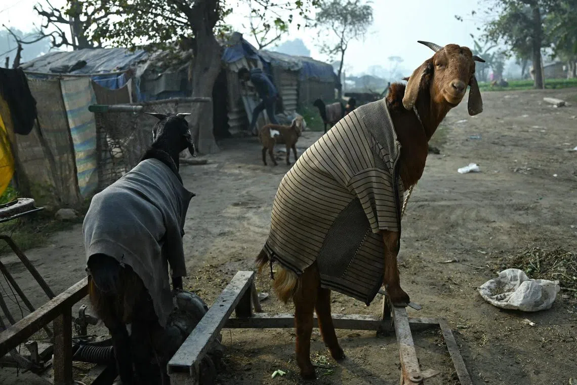 Goats covered with cloth are tied next to a hut on a cold winter morning in New Delhi on December 26, 2023. (Photo by Arun SANKAR / AFP)