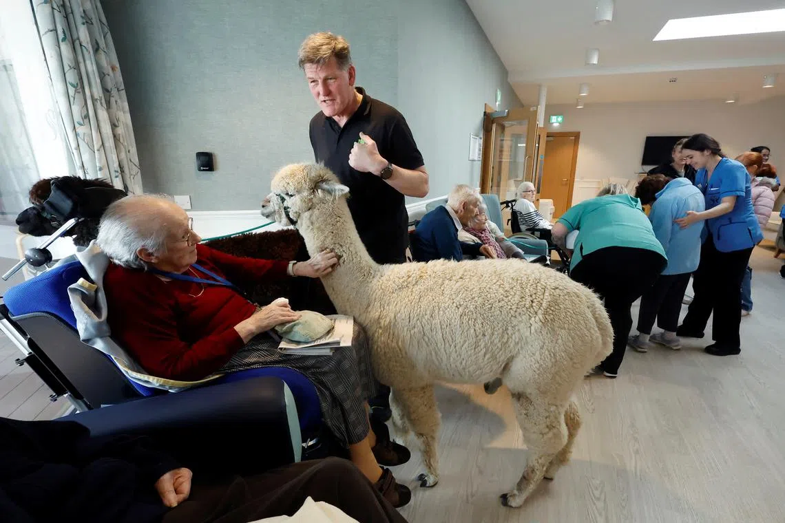 Oakfield nursing home resident Mary Gleason, 78, pets an alpaca called Frank as owner and founder of K2Alpacas Joe Phelan holds his lead during a therapeutic alpaca visit he provides for residents of care homes, in Courtown, Ireland, March 14, 2025. REUTERS/Clodagh Kilcoyne