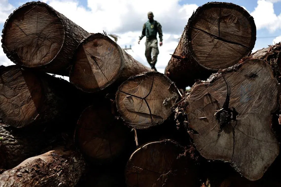 FILE PHOTO: An agent of the Brazilian Institute for the Environment and Renewable Natural Resources (IBAMA) inspects a tree extracted from the Amazon rainforest, in a sawmill during an operation to combat deforestation, in Placas, Para State, Brazil January 20, 2023. REUTERS/Ueslei Marcelino/File Photo